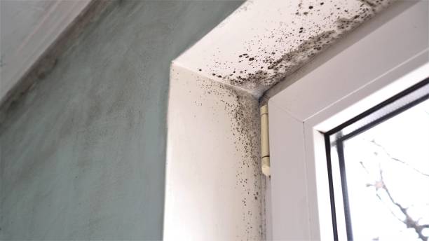 Best Emergency Mold Removal  in Cricket, NC
