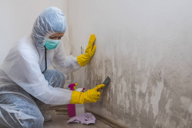 Best Certified Mold Removal  in Cricket, NC