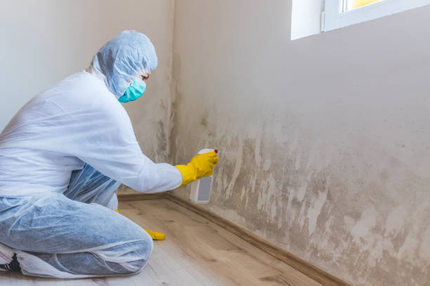 Attic Mold Removal in Cricket, NC