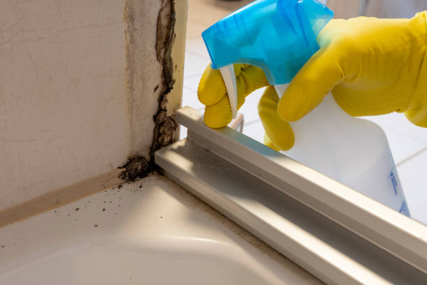 Best Commercial Mold Removal  in Cricket, NC