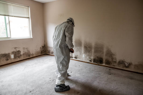 Best Mold Inspection  in Cricket, NC