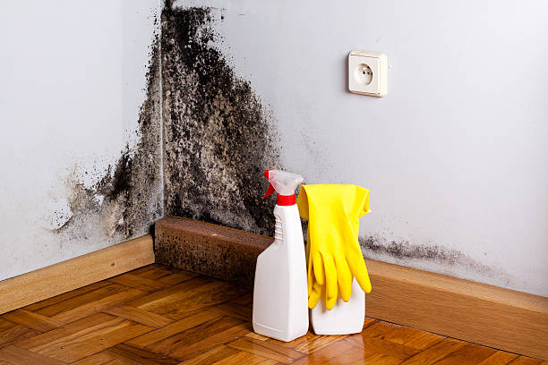 Best Mold Cleaning Services  in Cricket, NC
