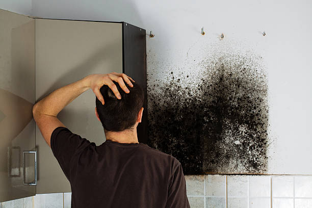 Best Mold Removal Near Me  in Cricket, NC